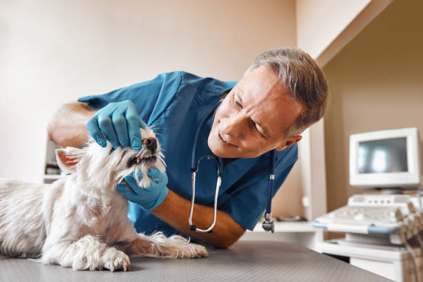 Best Same-Day Emergency Dental Services in Mitchell, NE